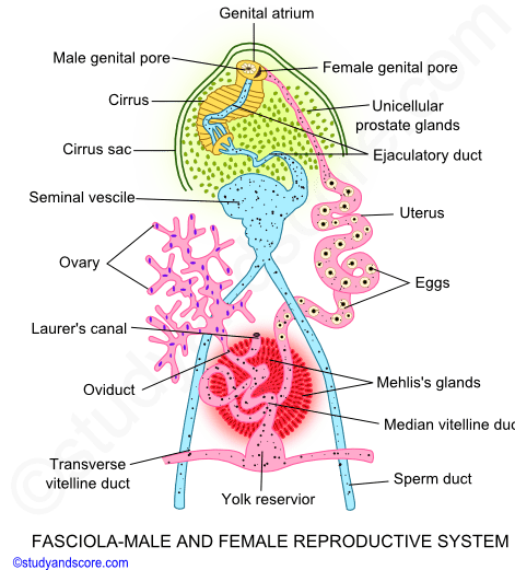 Fasciola hepatica, male and female rerproductive system, cirrus, seminal vescicles, mehlis glands, yolk reserviour, oviduct, male genital pore, laurers canal